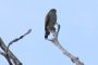 Amazonas06 - 183 * Plumbeous Kite.